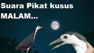 Download Lagu Suara Pikat Ruak MALAM Ampuh waterhen sound night ... MP3 Gratis