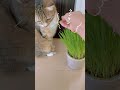 猫草を育ててみました！喜んでくれると思ったらまさかの、、、 猫 猫動画 猫草