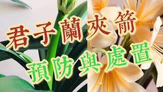 君子兰夹箭预防与处置How to Make Clivia Bloom Stick Out