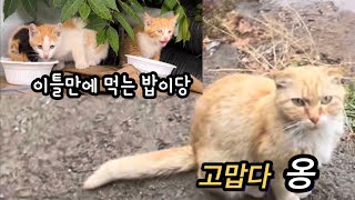 이틀동안 내리는 비를 맞고 새끼들을 지키는 길고양이의 모성애 …