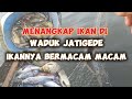 berbagai jenis ikan yang didapat di waduk jatigede