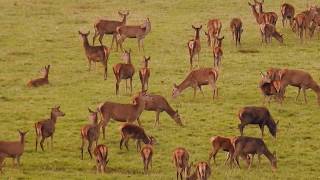 ROYAL HERD OF DEER (królewskie stado jeleni - rykowisko) Windsor Great Park UK (Nikon P900)