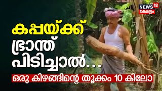 Kerala Sumo Tapioca Farming | കപ്പയ്ക്ക് ഭ്രാന്ത് പിടിച്ചാൽ... ഒരു കിഴങ്ങിന്റെ തൂക്കം 10 കിലോ