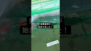 【2024錦鯉稚魚育成 無事産卵が始まりました!】#錦鯉稚魚　近況報告#京阪錦鯉センター錦鯉