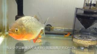 [ グロ!閲覧注意!]ピラニアに金魚やったら衝撃！！