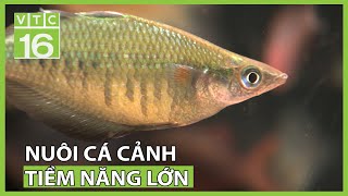 Làm giàu từ nghề nuôi cá cảnh | VTC16