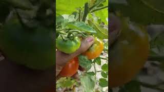 ஆப்பிள் ( 🍅) அறுவடை செய்யலாம்