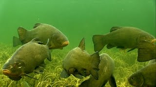 Huge tench \u0026 perch fish in crystal clear water, underwater camera.