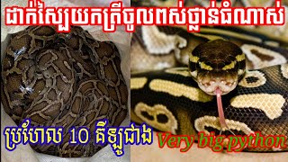 ដាក់ស្បៃយកត្រីចូលពស់ថ្លាន់ធំណាស់ Very big python