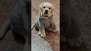 Labrador Puppy Performing Speak Command ( Watch till the end ) | Bella Nehra |