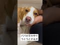 パパの手の中でうとうとするビーグル犬