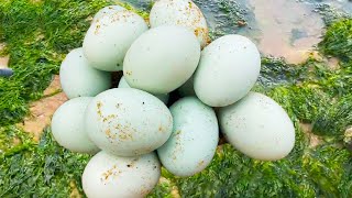 [Sea Duck Egg Collection] The outbreak of Enteromorpha prolifera on the beach paved the way for sea