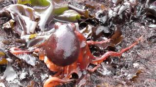 Octopus Walks on Land at Fitzgerald Marine Reserve