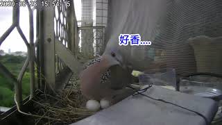 斑鳩吃米