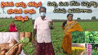 పచ్చిరొట్ట పైర్ల సాగు -ప్రయోజనాలు//పిల్లి పెసర సేంద్రియ పచ్చిరొట్ట ఎరువులు/advantages of greenmanure