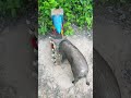 really amazing creative wild boar trap using double wood shorts