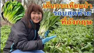 เก็บกระเทียมป่ารอบสุดท้ายแล้วที่อังกฤษจ้า Picking the last wild garlic