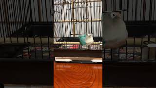 【大きな扉から】7秒で脱走しちゃうボタンインコ🐥💨 #birds