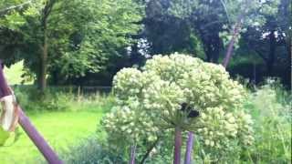 Garden Angelica (Angelica Archangelica) - 2012-06-30