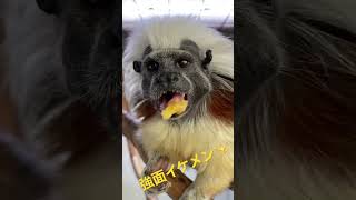 絶滅危惧種のワタボウシタマリンの性格はすっごく温厚です♫#shorts #動物 #草津熱帯圏