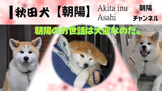 秋田犬【朝陽】チャンネル　元気坊主にも程がある。暴れん坊朝陽のお世話は大変だあ！