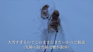 いつもの駅前コースで遭難しかかる散歩係