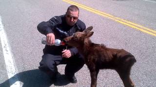 bikers and baby moose