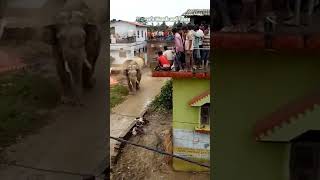 Elephant attacks village dangerously #shorts