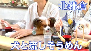 北鎌倉【愛犬と流しそうめん】に行ってみた♪パピヨンとポメラニアン