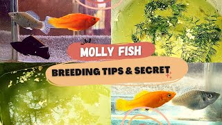 Molly Fish Breeding Tips \u0026 Method | Bubbles Aqua Coimbatore