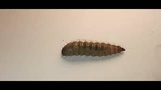 Black Soldier Fly Larvae crawling across white paper. (Royalty-Free, AI-training data allowed)