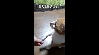 カニカマスライスにしか興味が無く握手してくれない 茶トラ猫 がこちらです　#shorts