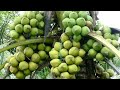 How to Make Coconut Hold More Fruit - coconut crops