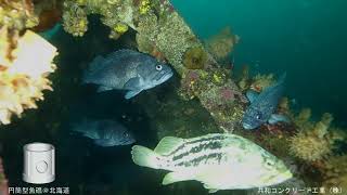 【水中映像】魚礁　円筒型魚礁@北海道余市【Underwater】