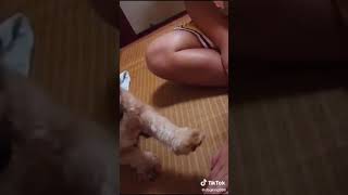 #หมาตลก #หมาฉลาด #พุดเดิ้ล #ชิสุ#Funny dog ​​#smarter dog #Poodle #Shih Tzu