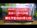 【検証①】ミナミヌマエビは本当に積算温度620℃で孵化するのか？抱卵初日からハッチアウトするまで【０日目】 アクアリウム ミナミヌマエビ 【ビバアクア】