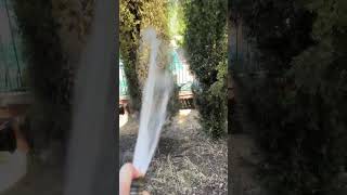 How to water Italian Cypress 🇮🇹🌲