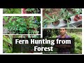 Fern Hunting