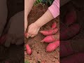 Harvesting sweet potato in the field #harvest #potato #landscape