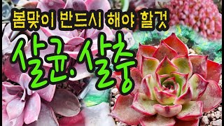 #신비의다육정원 - 봄철 꼭 해야 할 한가지 #살균살충