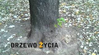 Drzewo życia (The Tree of Life) by NBD