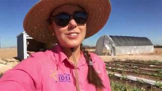 IDEA Edgemere Farm Update #6: Harvesting Carrots