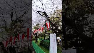 上野公園櫻花花況 (4月3日)   #上野公園 #櫻花 #東京櫻花 #櫻花季#ueno #uenopark #sakura #i̇nsta360x3