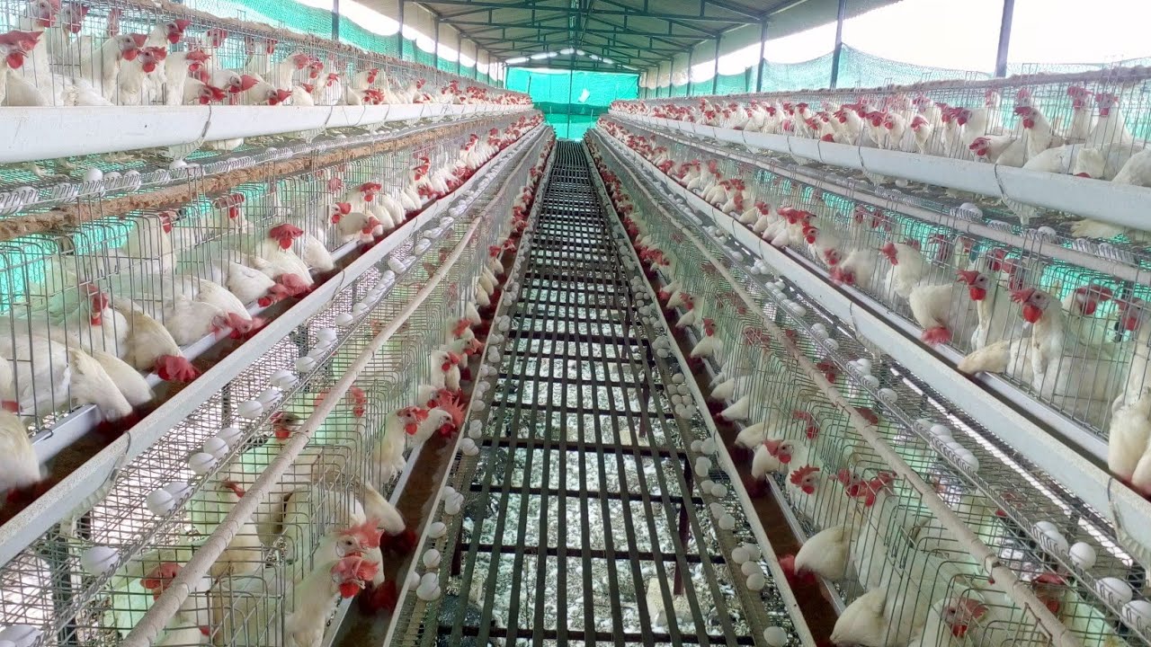 Layer Poultry Farm Youtube