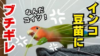 コザクラインコに豆苗をあげてみたらまさかの結果に…#コザクラインコ #鳴き声