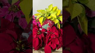 Poinsettias For Christmas  #planthappiness #christmas #poinsettia