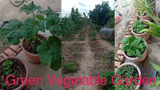 Vegetable Gardening | សួនបន្លែធម្មជាតិ