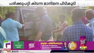 റോഡരികില്‍ കഴുത്തില്‍ മുറിവോടെ അവശനിലയില്‍ മാനിനെ കണ്ടെത്തി