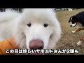 【ドッグラン】もふもふのサモエドが2頭も【日吉ドッグラン】