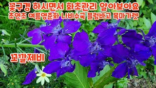 꽃구경 하시면서 #초연초 #여름영춘화 #나비수국 #플럼바고 #목마가렛 #관리하기 6월10일